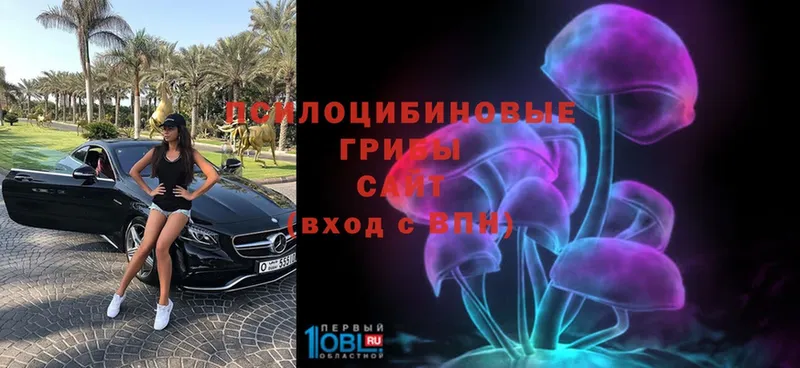 где можно купить   Азов  Псилоцибиновые грибы Cubensis 